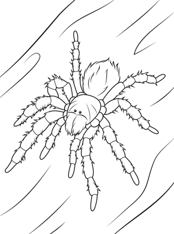 Chilean Rose Tarantula Coloring Page